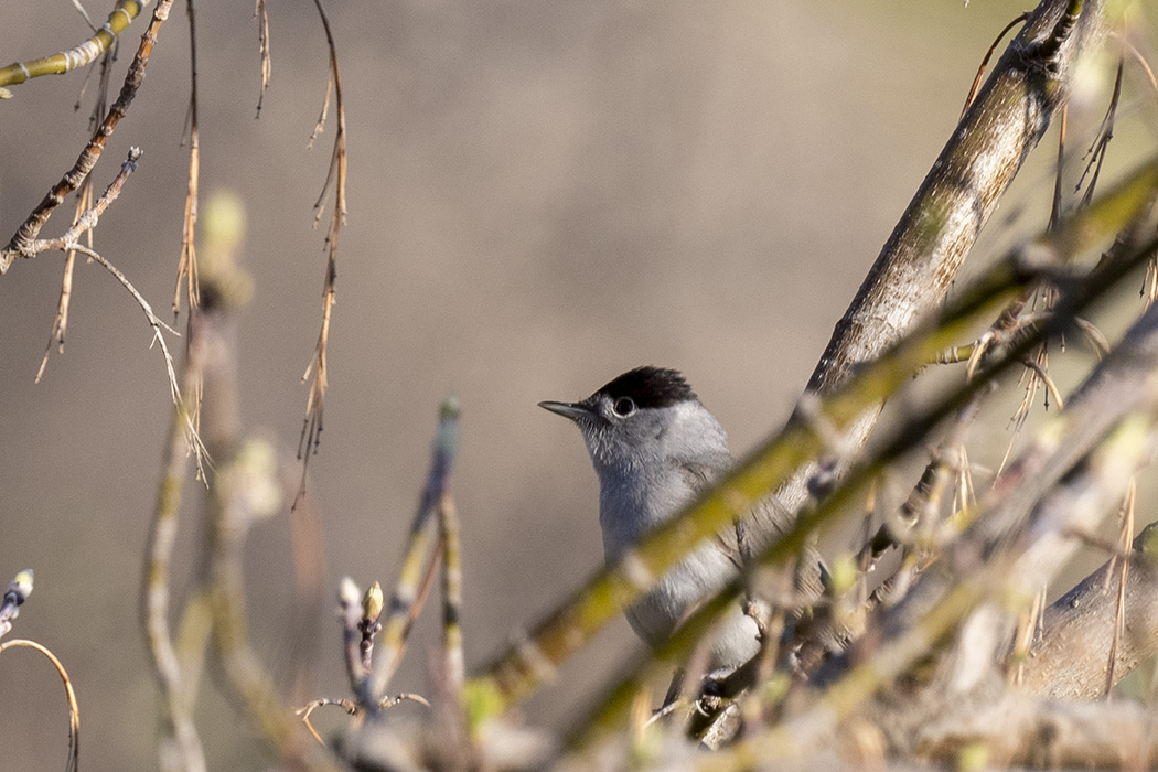 Eurasian Blackcap — Ana fotoğraf